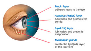 Chart showing tear film.