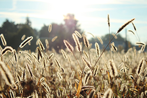 Wheat field during the day